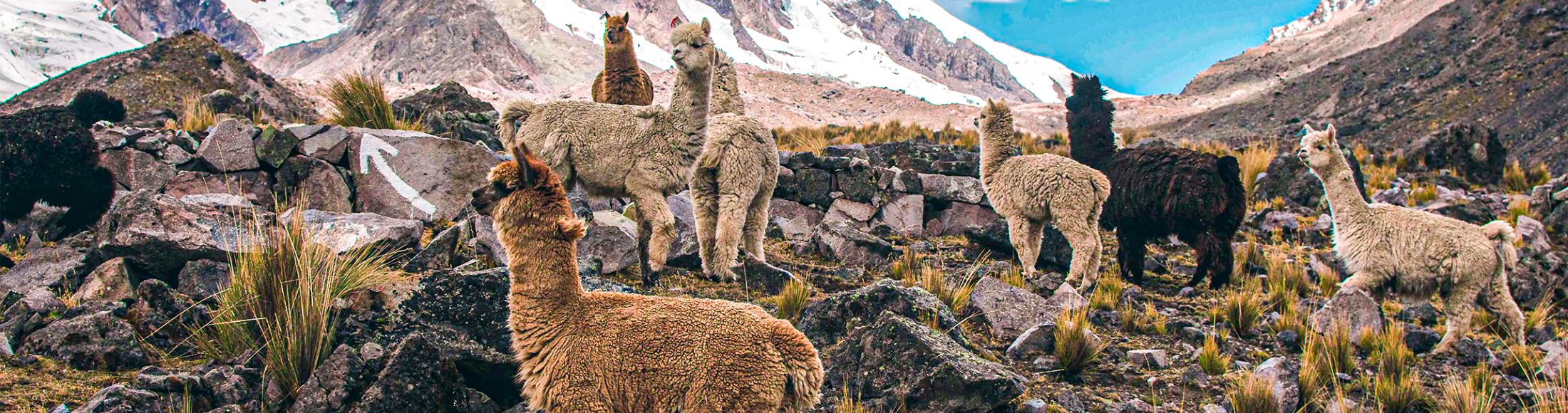 Machu Picchu 4D3N Viajero (Cultural Aventura Tendencia) desde Ecuador